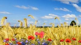 obilí flowers-5476061 1280